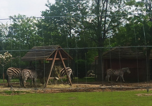 Dzień Dziecka w Zoo Safari w Borysewie – grupa XII