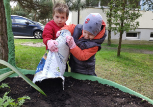 Sadzimy bratki na przedszkolne rabatki – gr. IV