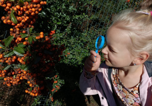 Leśna wycieczka badawcza otwiera projekt grupy II „Jesień króluje w przyrodzie”