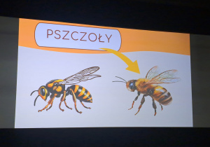 "Przyjaciele z natury. Zwierzeta potrzebne czlowiekowi"- Kino Przedszkole - gr. VII i X