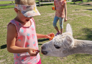 Dzień Dziecka z ALPAKAMI i innymi zwierzakami w Poniatówku – grupa X