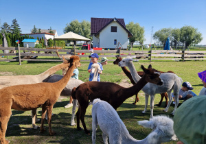 Dzień Dziecka z ALPAKAMI i innymi zwierzakami w Poniatówku – grupa X