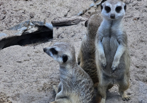 Wycieczka do ZOO- Safari w Borysewie- grupa V