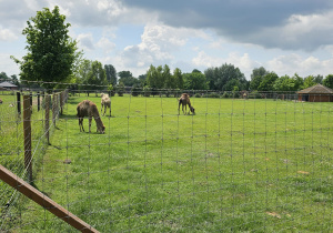 Wycieczka do ZOO- Safari w Borysewie- grupa V