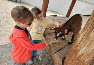 Wycieczka do ZOO- Safari w Borysewie- grupa V