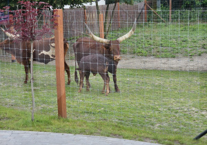 Wycieczka do ZOO- Safari w Borysewie- grupa V