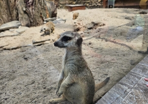 Wycieczka do ZOO- Safari w Borysewie- grupa V