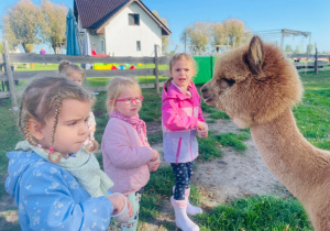 „Kto to taki?- To alpaki…i inne zwierzaki z wiejskiego podwórka” czyli wycieczka z okazji Dnia Chłopca gr. XI i XII