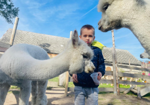 „Kto to taki?- To alpaki…i inne zwierzaki z wiejskiego podwórka” czyli wycieczka z okazji Dnia Chłopca gr. XI i XII
