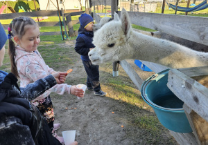 Alpaka na Dzień Chłopaka- grupa VI