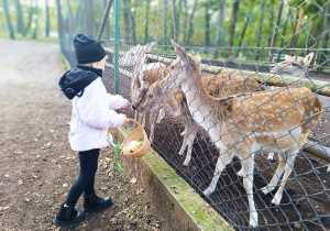 "W poszukiwaniu Pani Jesieni..."- wycieczka do parku- gr. XI i XII