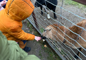 Z wizytą w Malinowej Krainie grupy II i IV