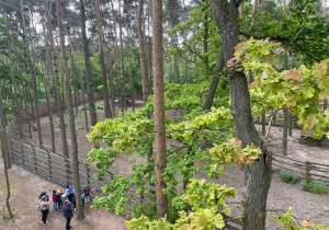 Wycieczka do Nadleśnictwa Grodziec - grupa VII