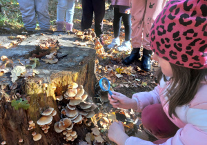 „Jesienna innowacja pedagogiczna” – grupa V – cz. II