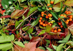 Projekt „Jesienne tajemnice przyrody” w gr. IV