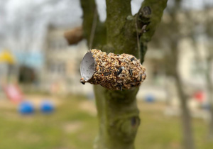 Projekt "Poznajemy ptaki zimą"