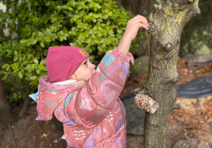 Projekt "Poznajemy ptaki zimą"