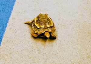 O gadzim świecie, czyli słów kilka o... żółwiach w gr. XI i XII