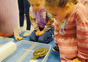 O gadzim świecie, czyli słów kilka o... żółwiach w gr. XI i XII