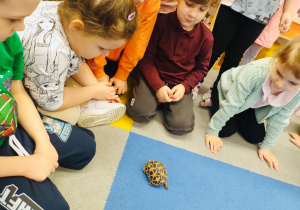 O gadzim świecie, czyli słów kilka o... żółwiach w gr. XI i XII