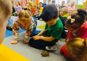 O gadzim świecie, czyli słów kilka o... żółwiach w gr. XI i XII