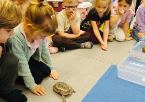 O gadzim świecie, czyli słów kilka o... żółwiach w gr. XI i XII