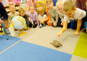 O gadzim świecie, czyli słów kilka o... żółwiach w gr. XI i XII