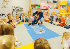 O gadzim świecie, czyli słów kilka o... żółwiach w gr. XI i XII