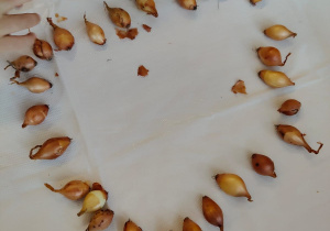 "Zielony ogródek parapetowy' - projekt edukacyjny w grupie IX