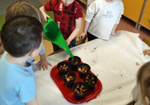 "Zielony ogródek parapetowy' - projekt edukacyjny w grupie IX