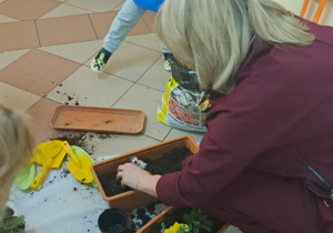 "Zielony ogródek parapetowy' - projekt edukacyjny w grupie IX