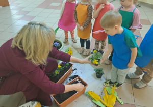"Zielony ogródek parapetowy' - projekt edukacyjny w grupie IX