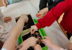 "Zielony ogródek parapetowy' - projekt edukacyjny w grupie IX