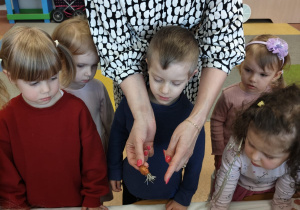 "Zielony ogródek parapetowy' - projekt edukacyjny w grupie IX