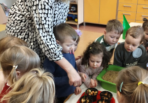 "Zielony ogródek parapetowy' - projekt edukacyjny w grupie IX