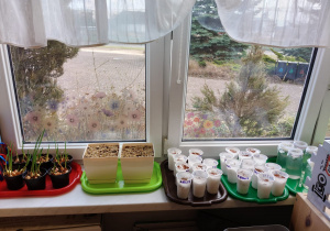 "Zielony ogródek parapetowy' - projekt edukacyjny w grupie IX