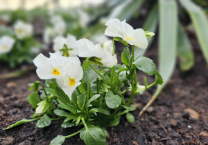 „Pierwsze wiosenne kwiatki” – sensorycznie i artystycznie w grupie I maluszków