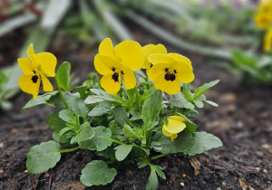 „Pierwsze wiosenne kwiatki” – sensorycznie i artystycznie w grupie I maluszków