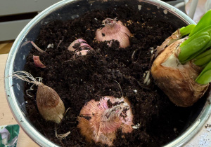 Projekt edukacyjny ,Witaj wiosno!"