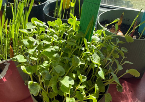 Projekt edukacyjny ,Witaj wiosno!"