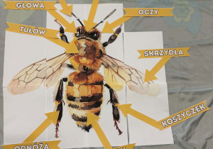 Dzień Pszczoły w grupie VII