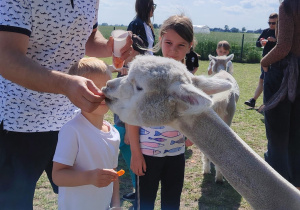 Dzień rodziny w Alpakarni Poniatówek grupa II