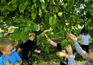 "Jesienią, jesienią jabłuszka się rumienią"- grupa IV
